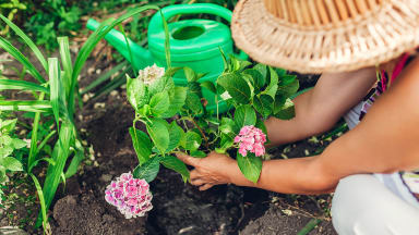 Person planting flowers in a straw hat with a green watering can in the background