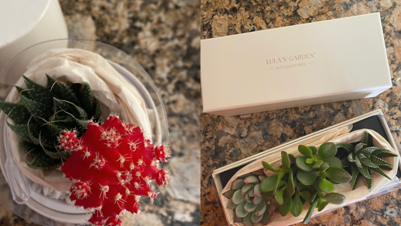 When my succulents arrived from Lula's Garden, each was surrounded by fixed stones at the base and meticulously individually wrapped in tissue paper and plastic forms.
