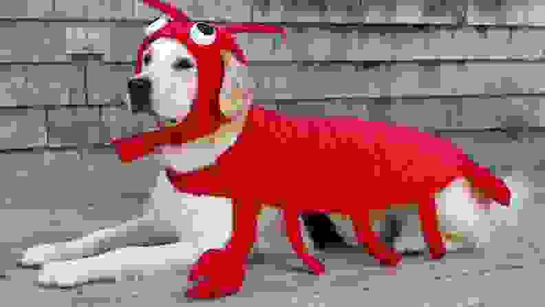 dog in lobster costume