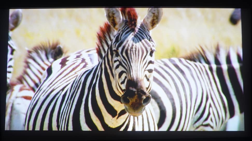 zebra-4K