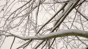Bare tree branches in Belgium are covered with ice and snow.
