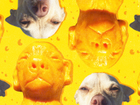 零食公司Whisps制作的一幅奇瓦瓦及其奶酪雕刻的拼贴画。