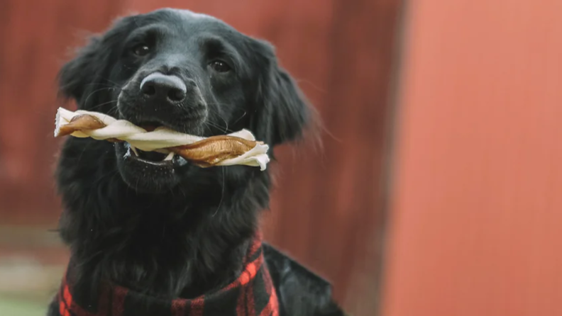 Dog with a Redbarn bone in mouth.