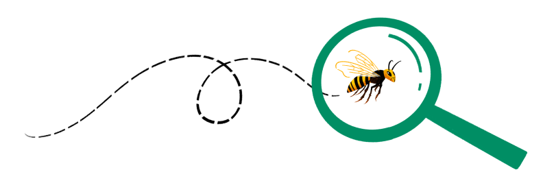 Illustration of a magnifying glass on a murder hornet