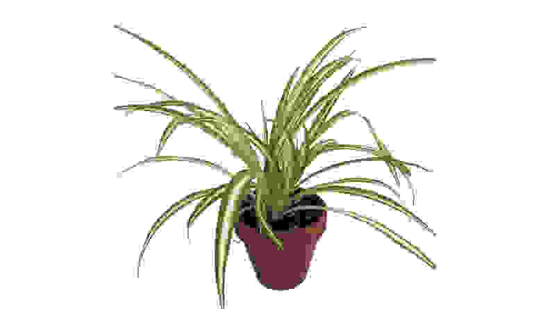 Hirt's Gardens Ocean Spider Plant