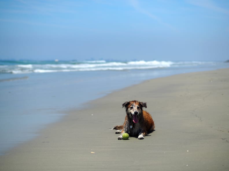 EXIF: 42.5mm, ISO 125, 1/8000, f/2