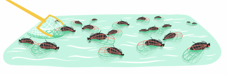 Illustration of cicadas on the top of a pool