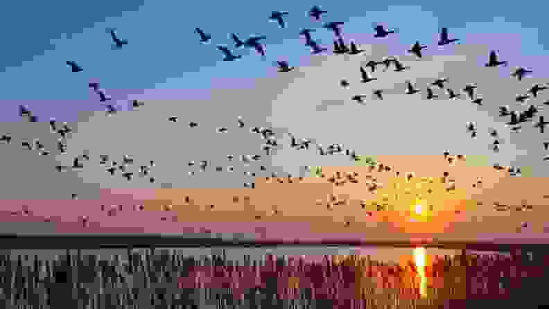 birds fly as the sun sets