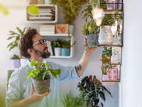 Person adding potted plants to collection on shelves in home.