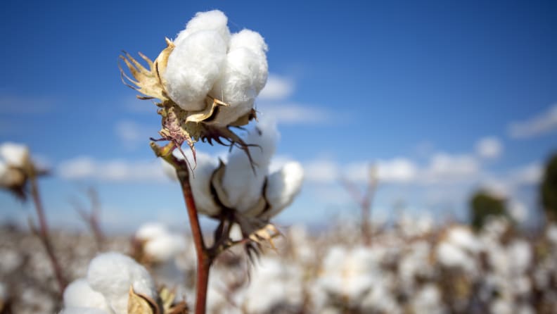 A close-up of cotton plants in a field.