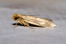 A mature clothes moth