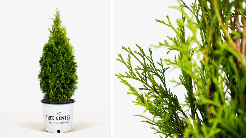 Tree center potted emerald green arborvitae next to a close up image of the plant