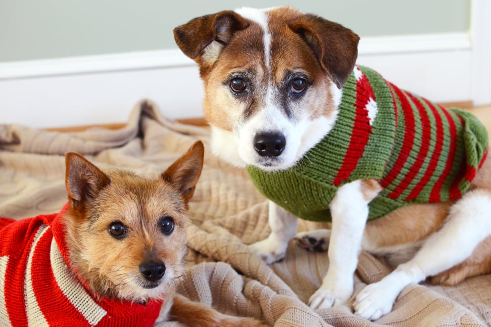 puppies in sweaters