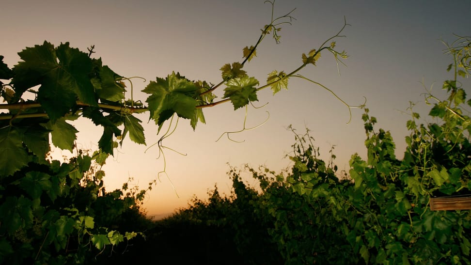 Grape vines are photographed against the golden light of a California sky at dawn.