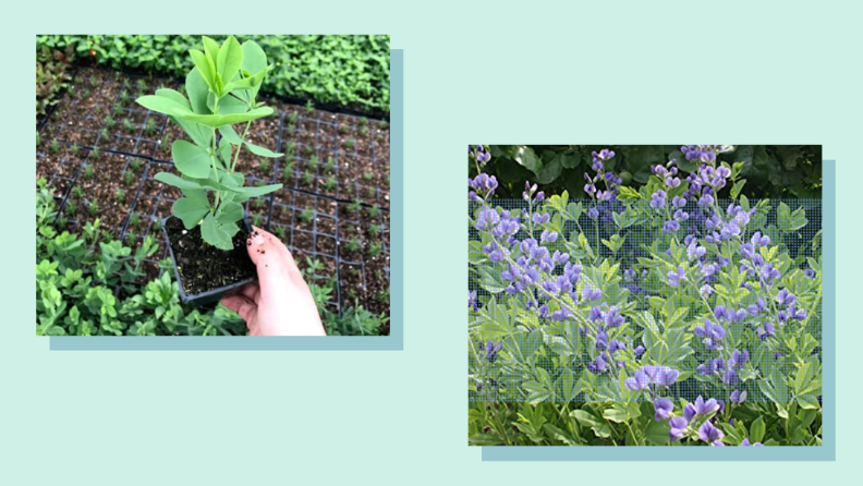 On left, person holding small potted plant. On right, purple flower on plant.