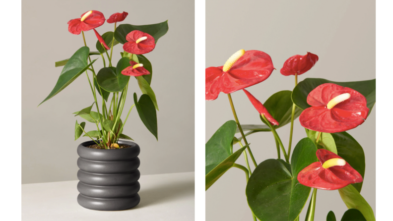 Two images of plant with red blossoms