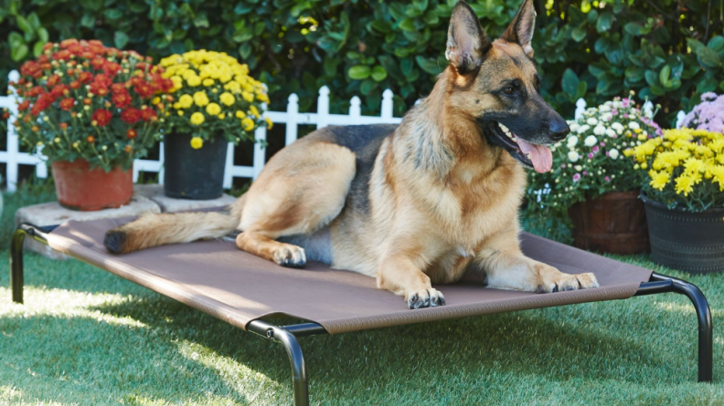 This is one of the best dog beds for chewers!