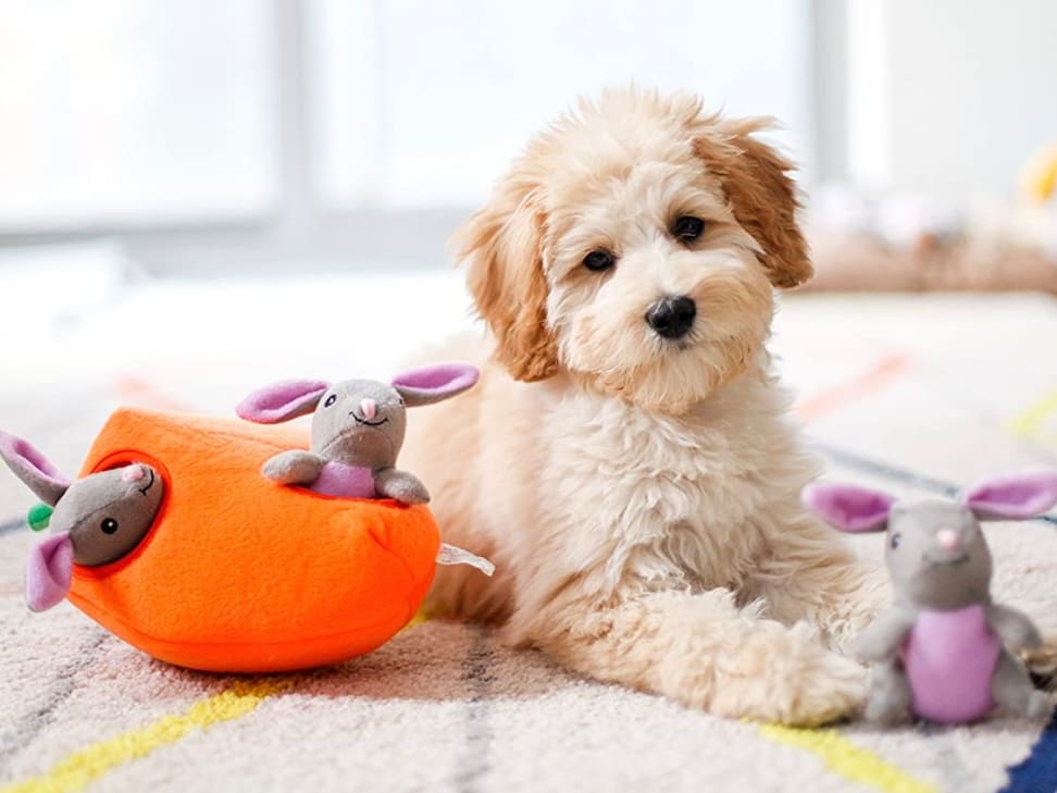 KONG Wobbler Treat Dispensing Dog Toy Review 