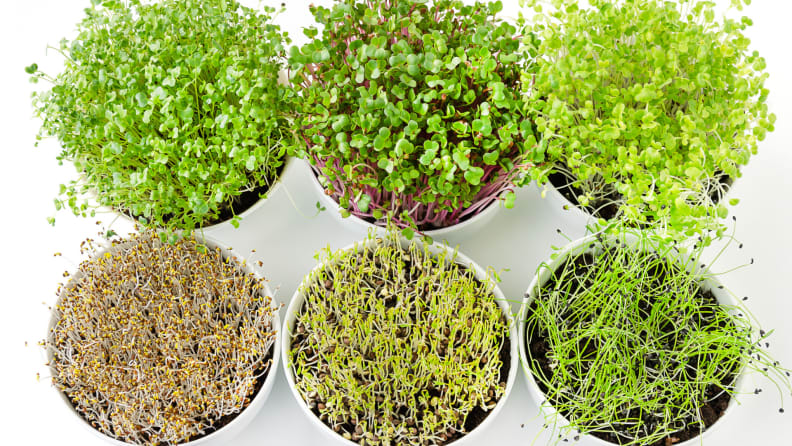 Alfalfa Seeds vs Garden Cress: What is the difference?