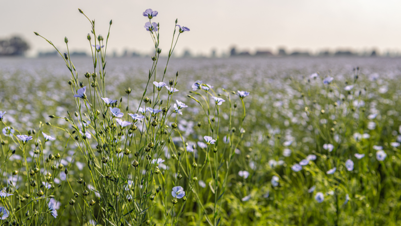 Field of flax plants