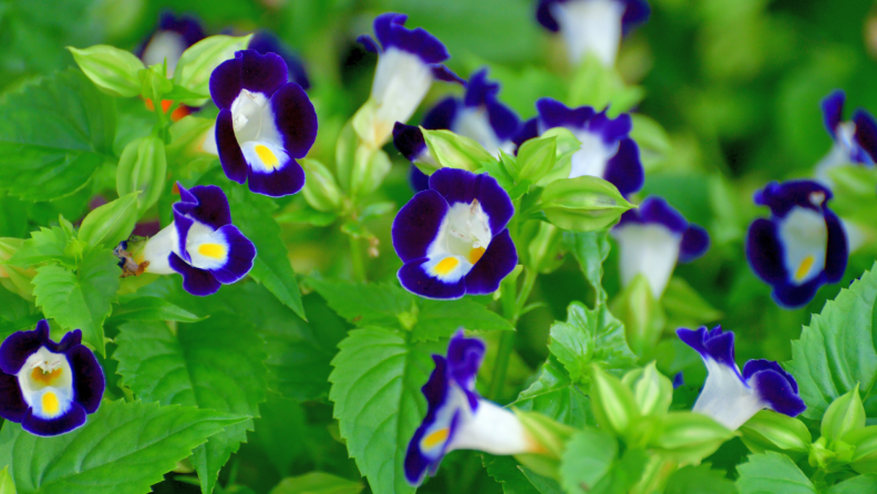 Purple and white torenia flowers