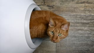 Cute cat poking its head out of a self-cleaning litter box.