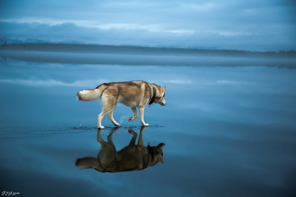 Huskies-Walking-On-Water-6.jpg