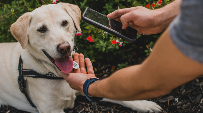 Dog with owner