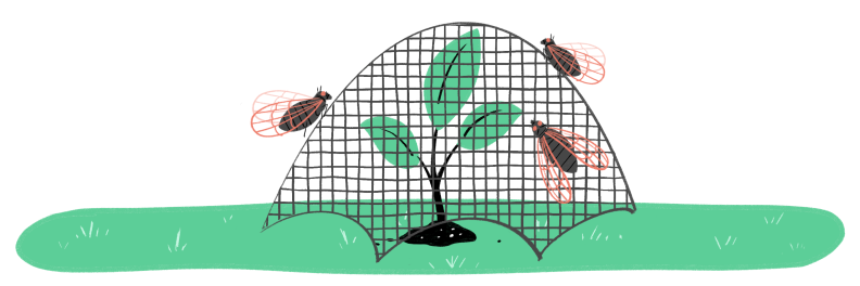 Illustration of young tree with garden netting protecting it from cicadas flying around