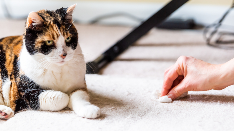 Calico cat sitting on carpet while human hand scrubs carpet clean