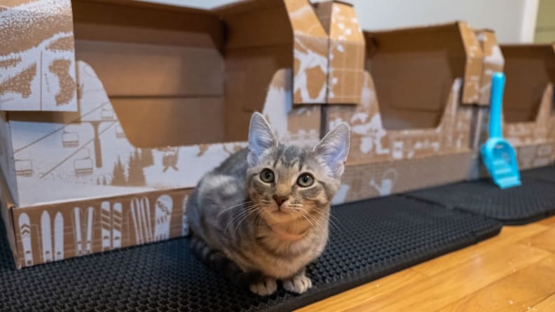 A cat crouches in front of cardboard litter boxes from the Kitty Poo Club
