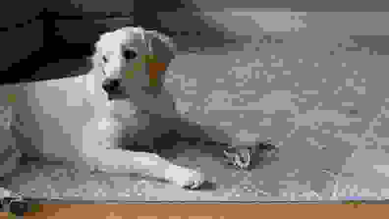 An image of a dog on a Ruggable gray rug.