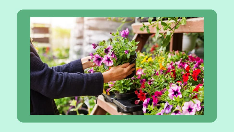 A person shopping for plants