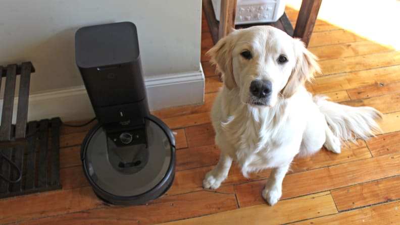 An image of a dog staring up at the camera while it sits alongside a Roomba.