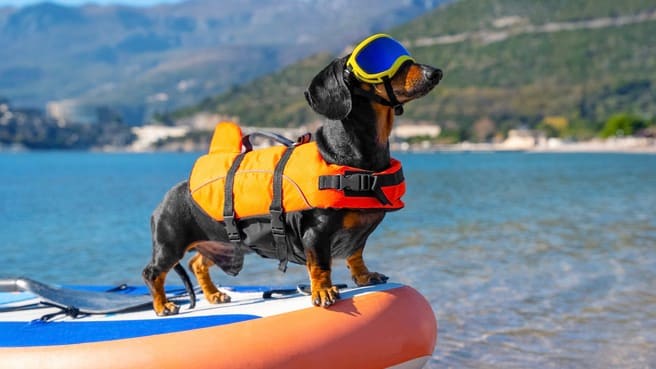 Outward Hound Ripstop Life Jacket for Dogs