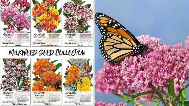 Butterfly Garden