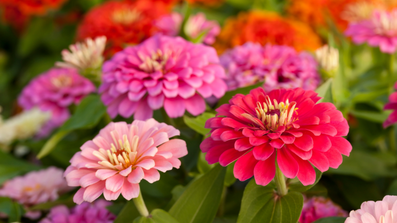 Red and pink zinnia flowers in field