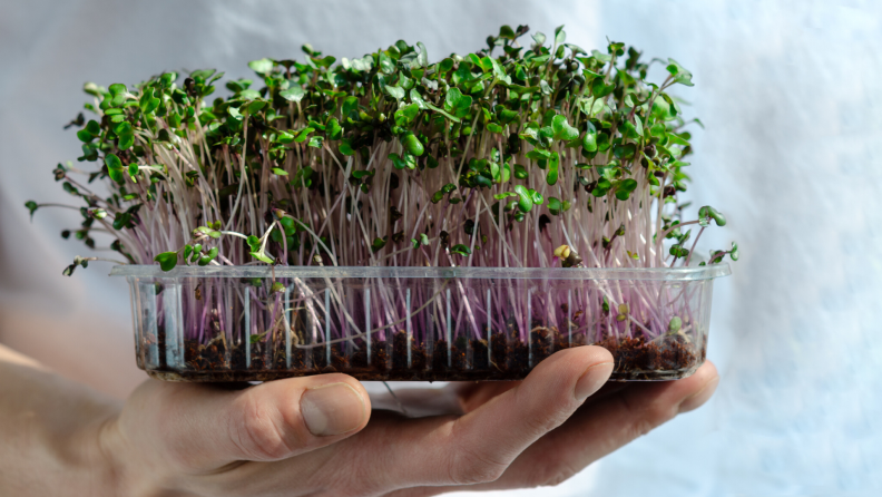 Growing microgreens at home