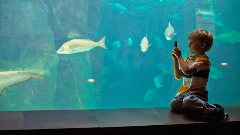 男孩在水族馆采取鱼的手机照片