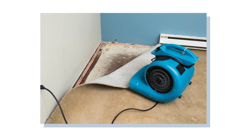 The corner of a carpet torn open with a fan on top.