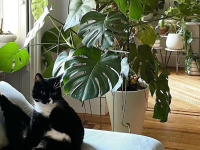 A cat sits on a couch with large green plants in the background.