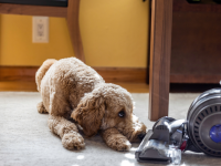 A goldendoodle dog laying on a rug and nose to nose with a vacuum