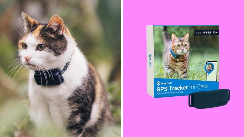A cat wearing a Tractive GPS Tracker next to the tracker in front of a colored background.