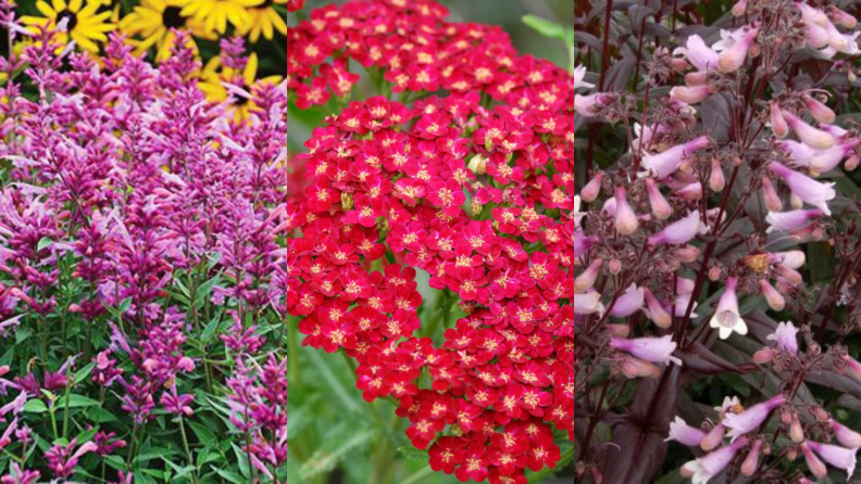 Agastache, yarrow, and penstemon in bloom.