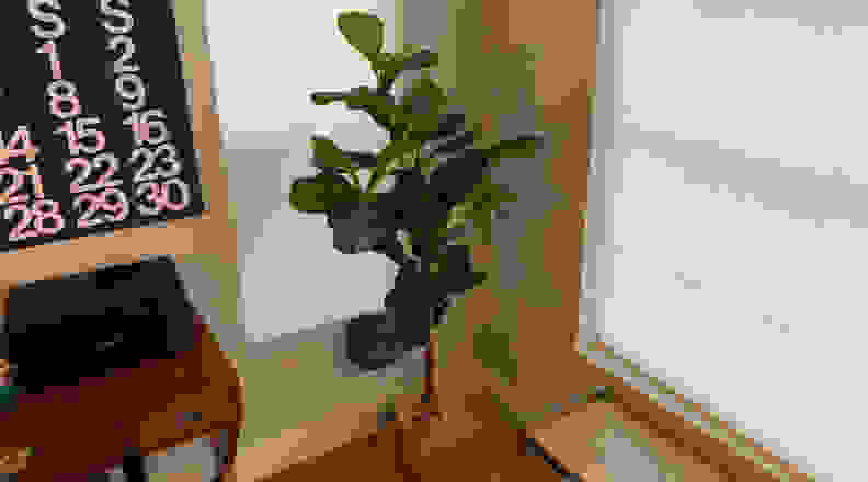 Fake fiddle leaf tree