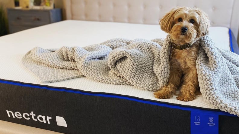 Dog sitting on mattress