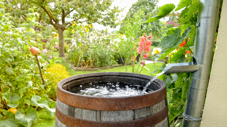 Water from gutter filling rain water barrel for garden