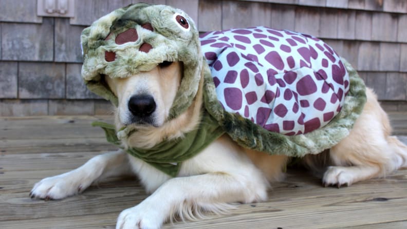 Buying Guide: The Best Dog Halloween Costumes for 2021