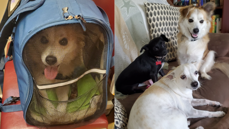 (left) A dog is zipped up in a pet carrier. (right) Three small dogs sit on a couch.