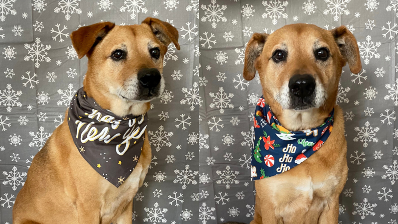 Rocky bandanas